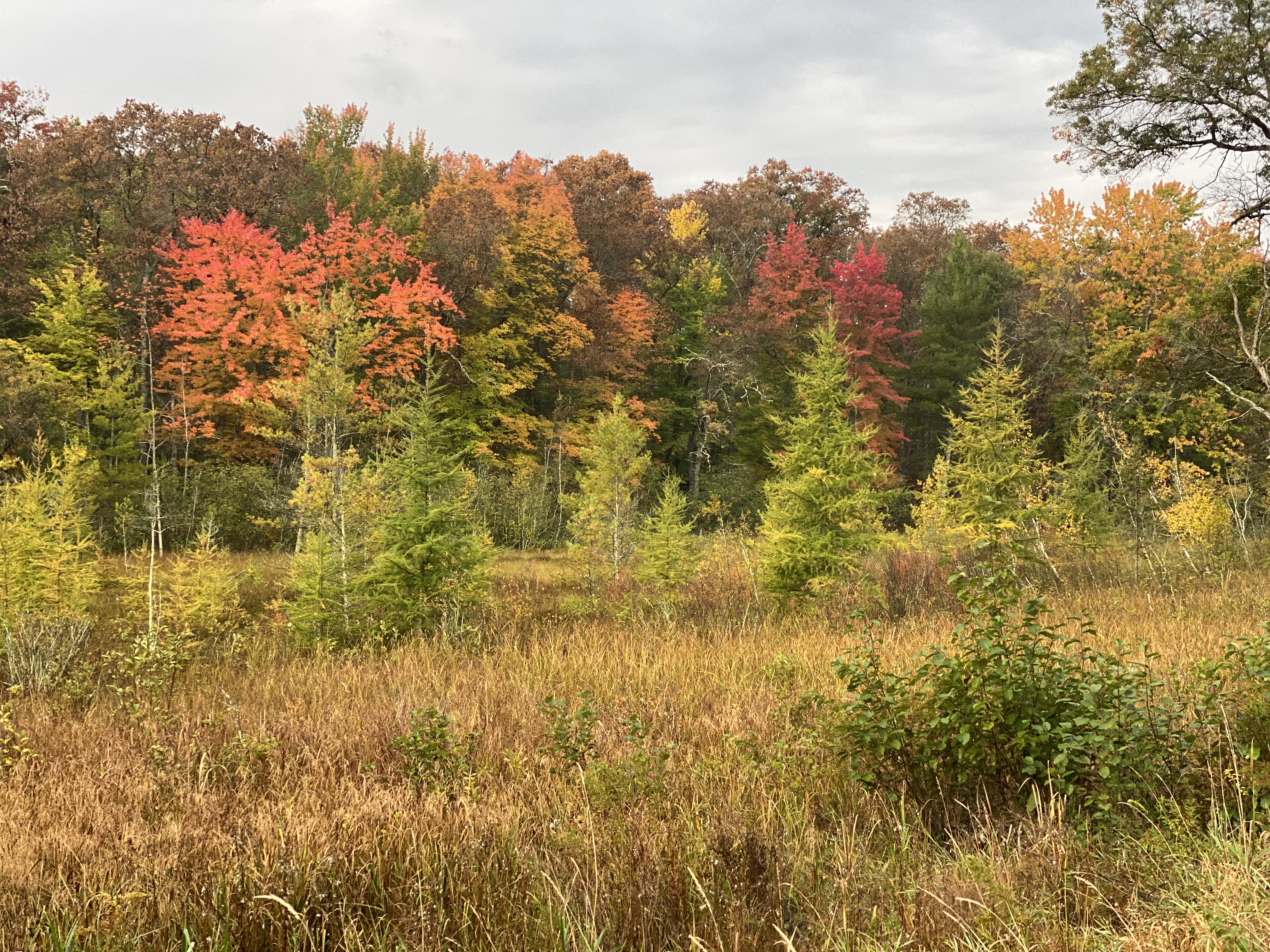 Orange, red and green trees of Autumn next to a meadow in Wisconsin